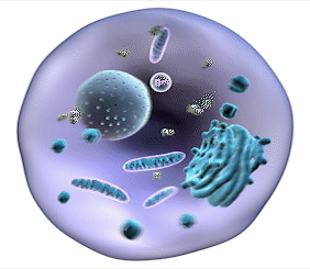 animation cellule